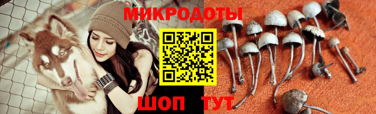 Сальск  Галлюциногенные грибы прущие грибы  цены наркотик  Вход с VPN 